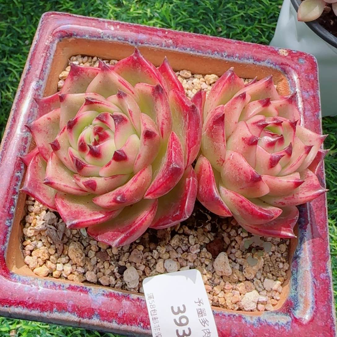 蓝龙，3934多肉植物