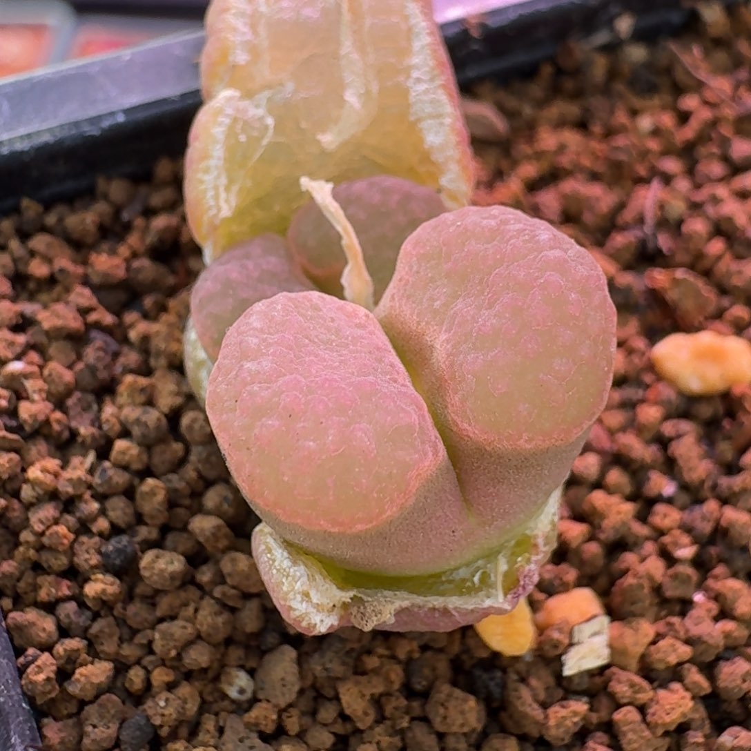 云缦精品番杏17.42 粉紫云banke