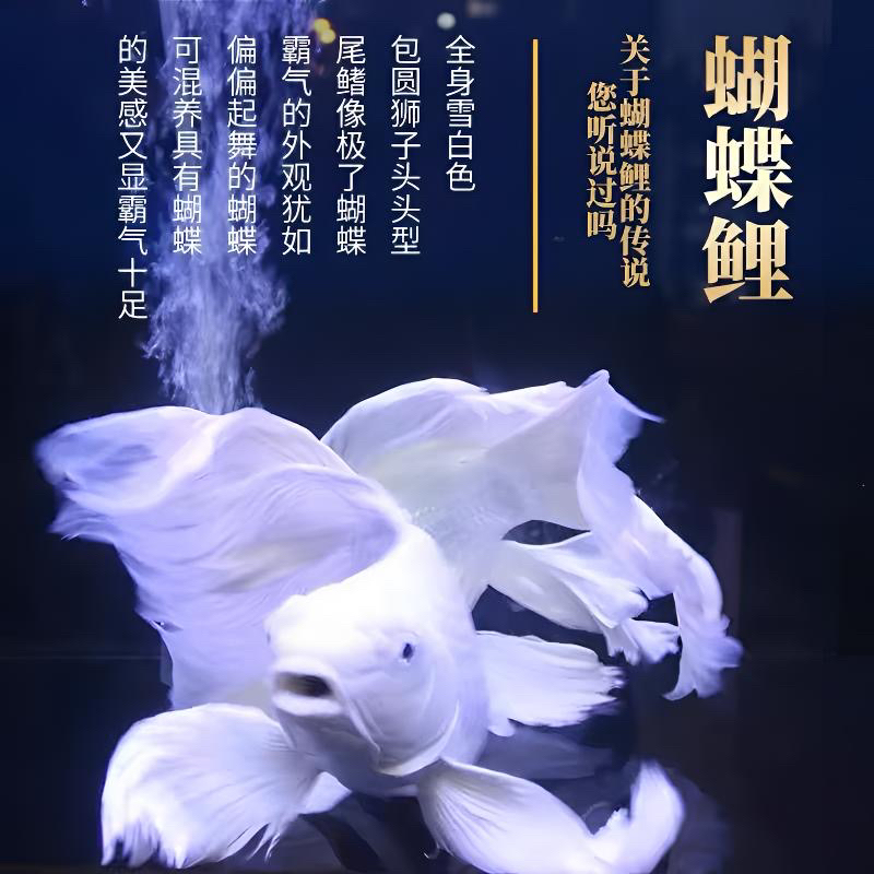 白蝴蝶好养耐活好养耐活大鳍大尾包邮