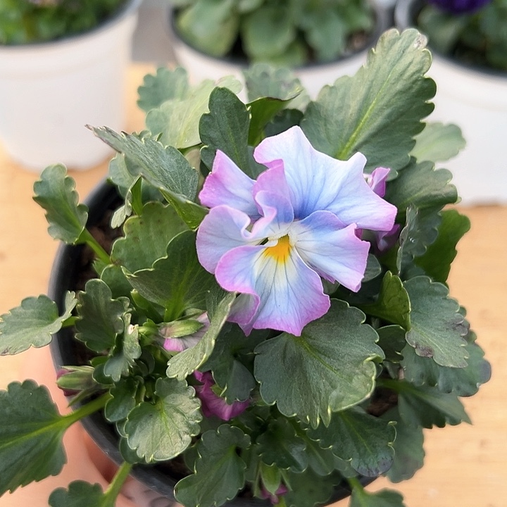 红陶抖音直播闪拍105