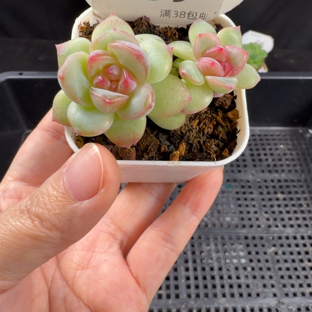 绯红珍妮双头福利239号