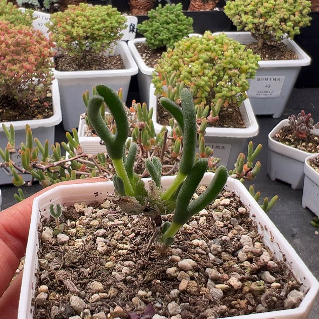 康**店27号冰糕兔子12.25多肉