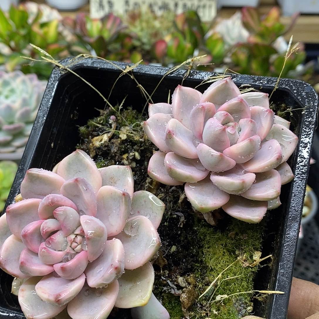 1776 红粉佳人锦双头 不包整