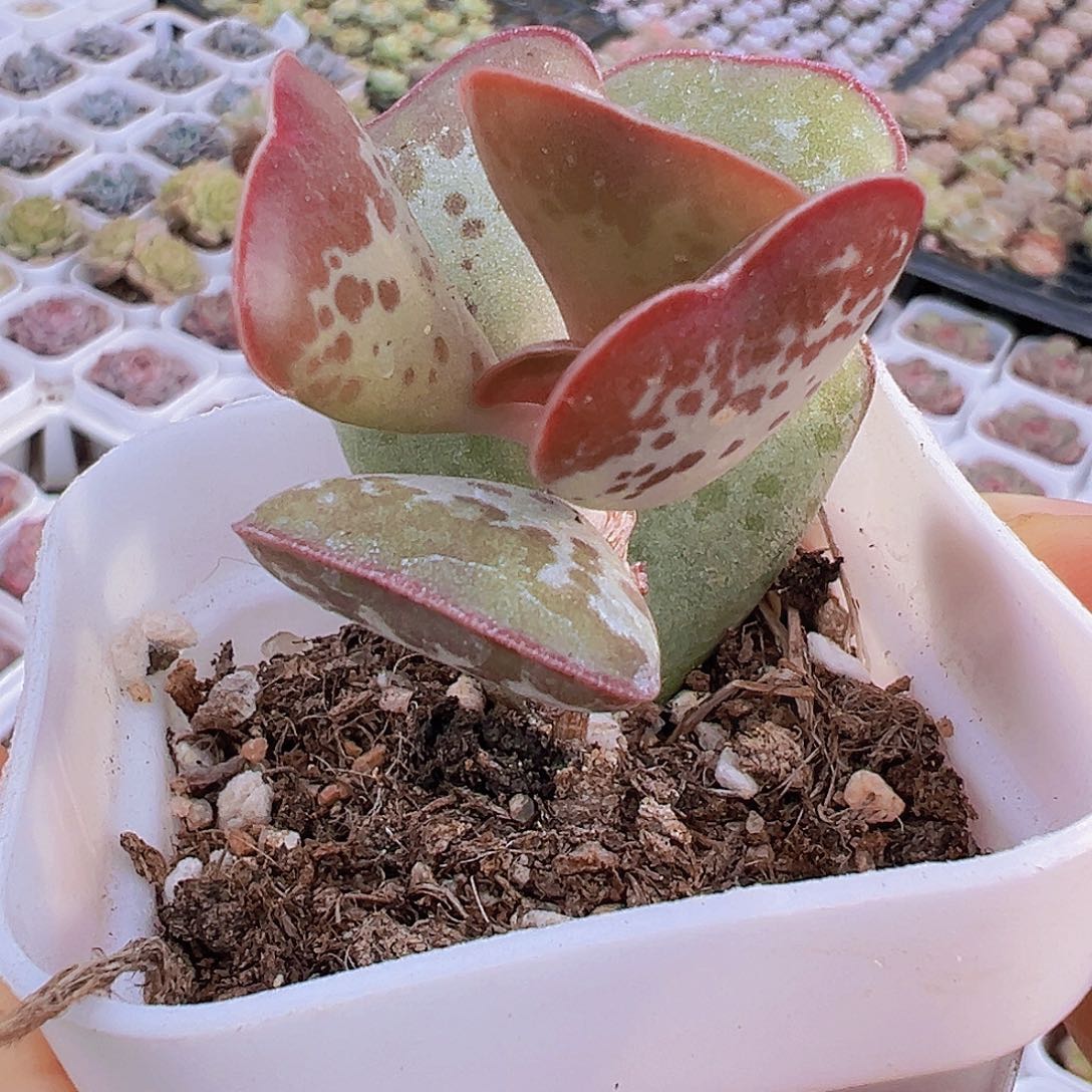 爱心水泡19包邮多肉