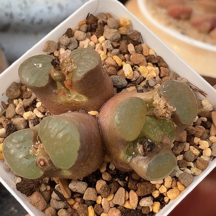 21537磁铁母本一颗         