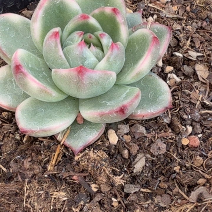 月亮石锦 多肉植物 盆景