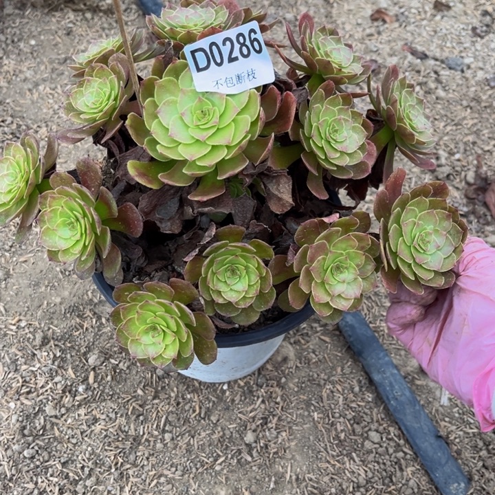 286红万多肉法师不包断枝