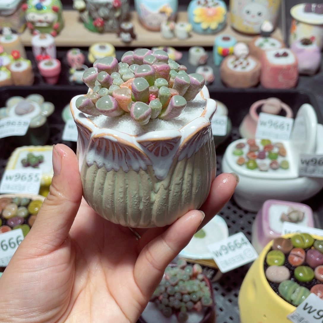 w9670 带盆土发货-零下地区拍保温箱