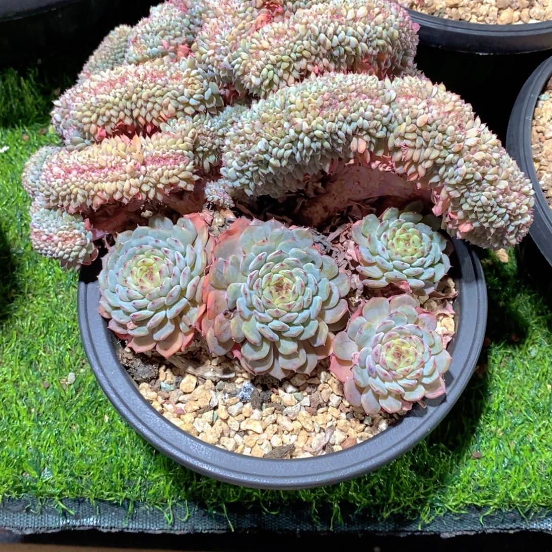 ****生白胖子多肉植物老桩