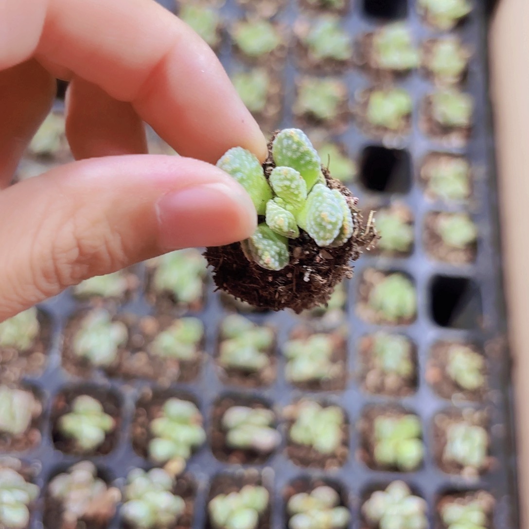 小穴苗火星兔子2米2颗