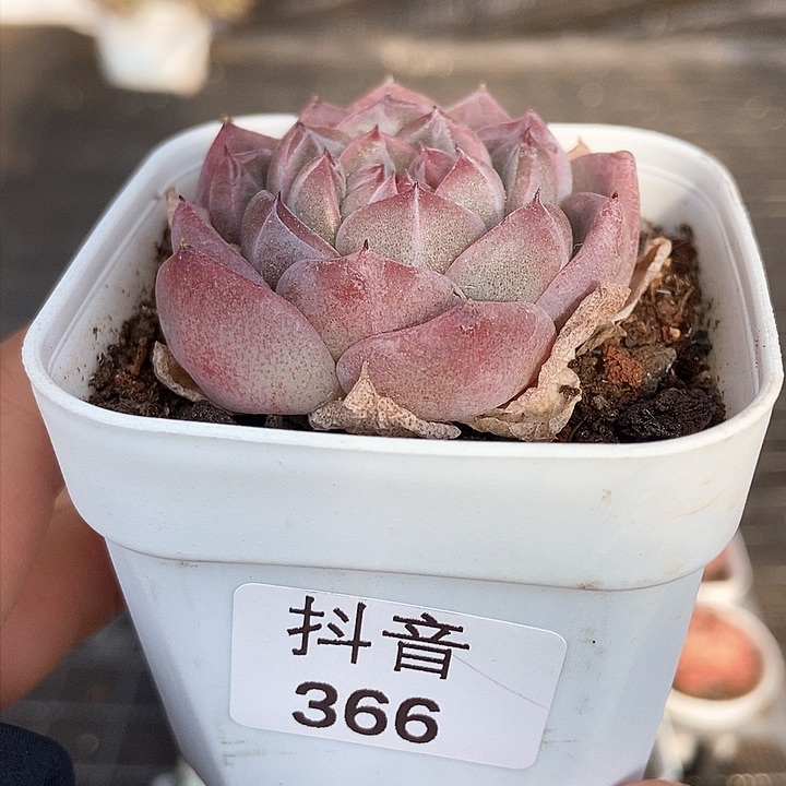 一物一拍满十元包邮发货 366