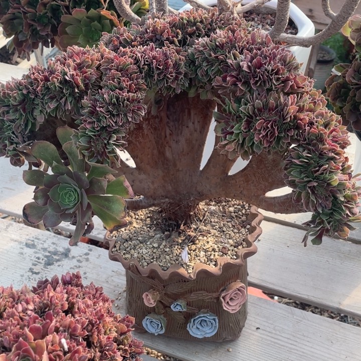 多肉多糖和维生素也可补充身体脂肪与