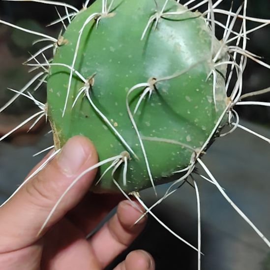 白曲刺方便面硫磺仙人掌无根叶片