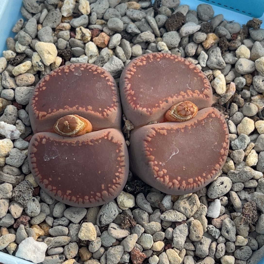 惠***梅8255双头日轮一颗。   