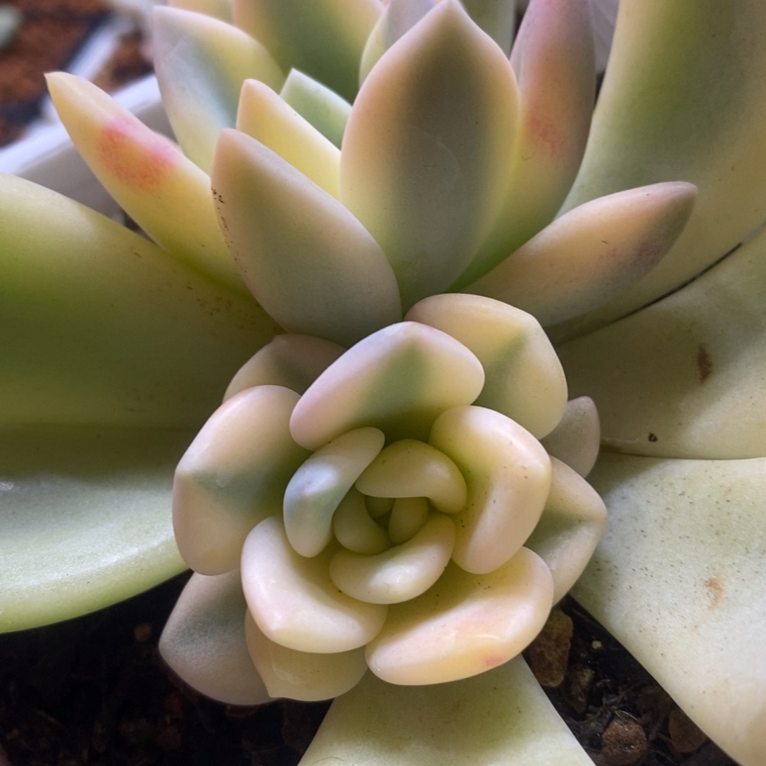 彩色奥普锦底座双头