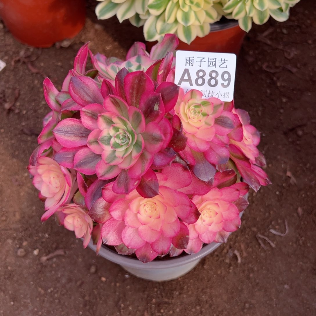 889荔枝尺寸20左右