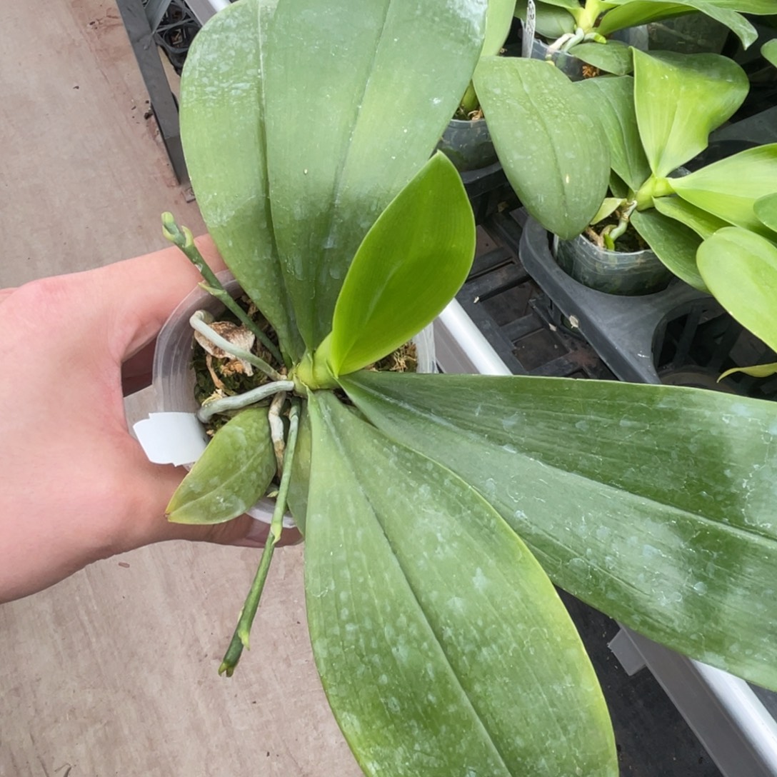 完全开放SWR羞花-1905