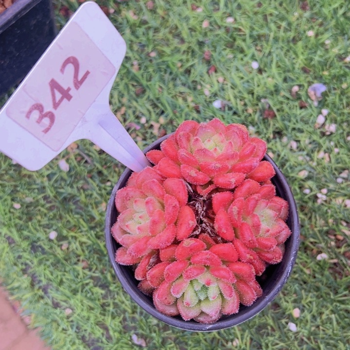 健健康康平平安安