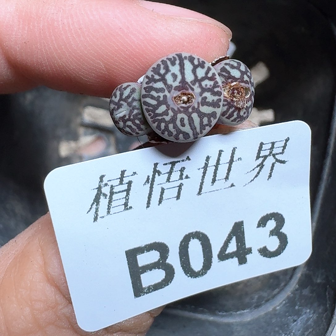 043号多肉植物哇fv