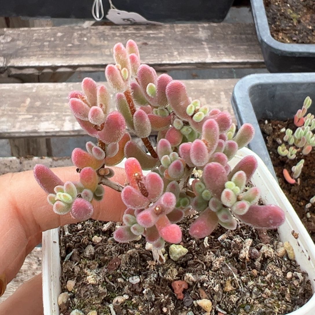 473琉璃枝干番杏直杆