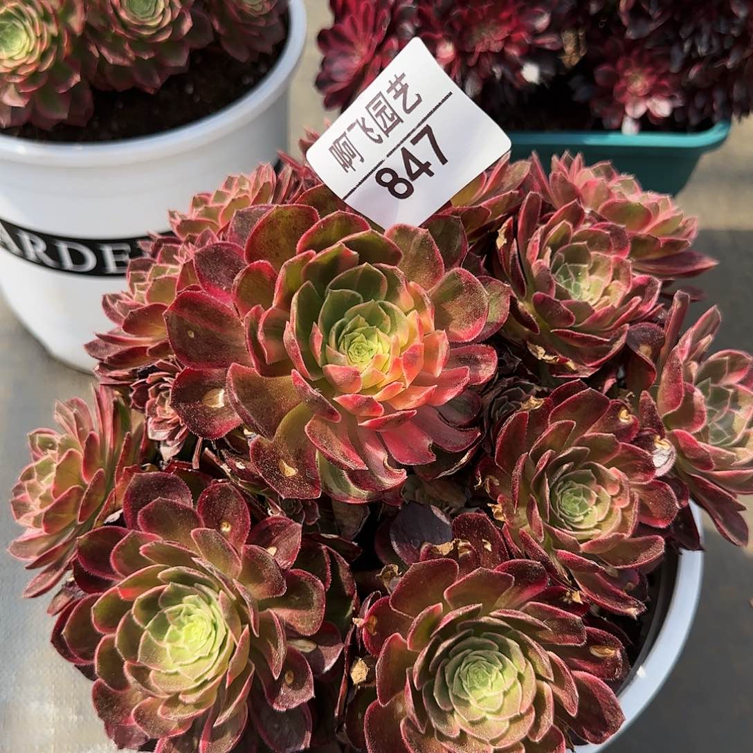 847多肉 万花筒法师