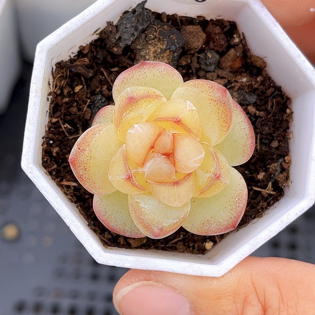 850恶魔之眼   满18包邮