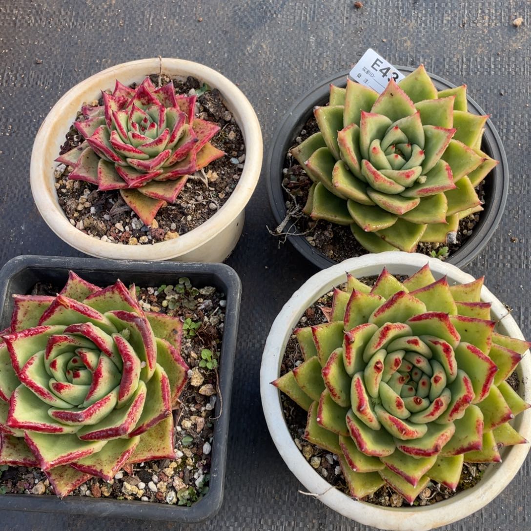 无花朵若如东云组拍E430