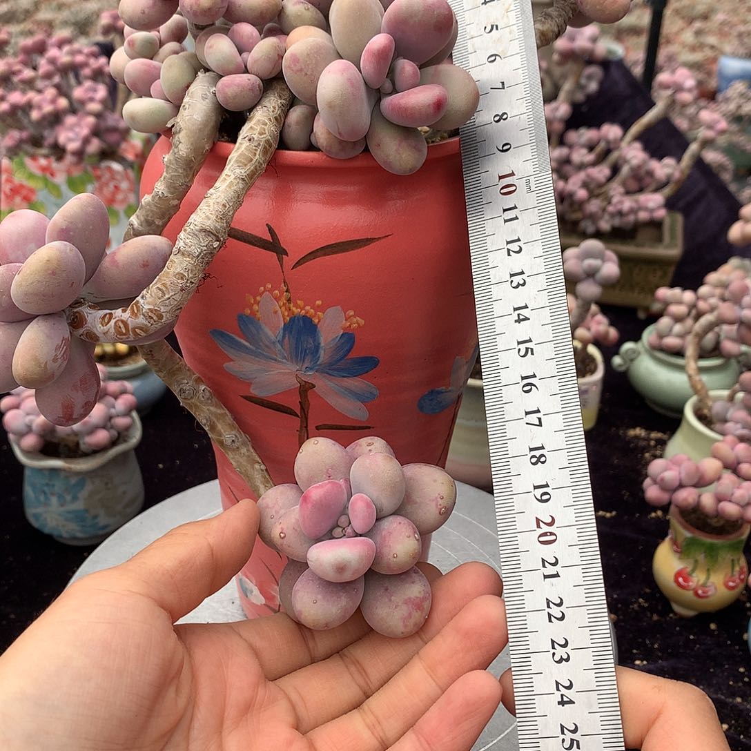 70号不带盆偏远的不包邮的