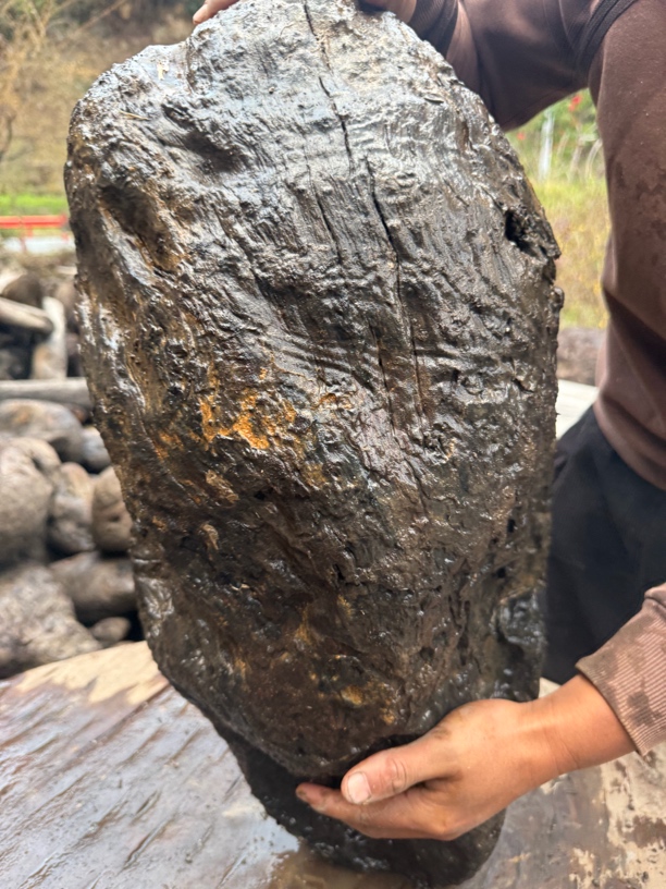 民间使用风化木阴沉木