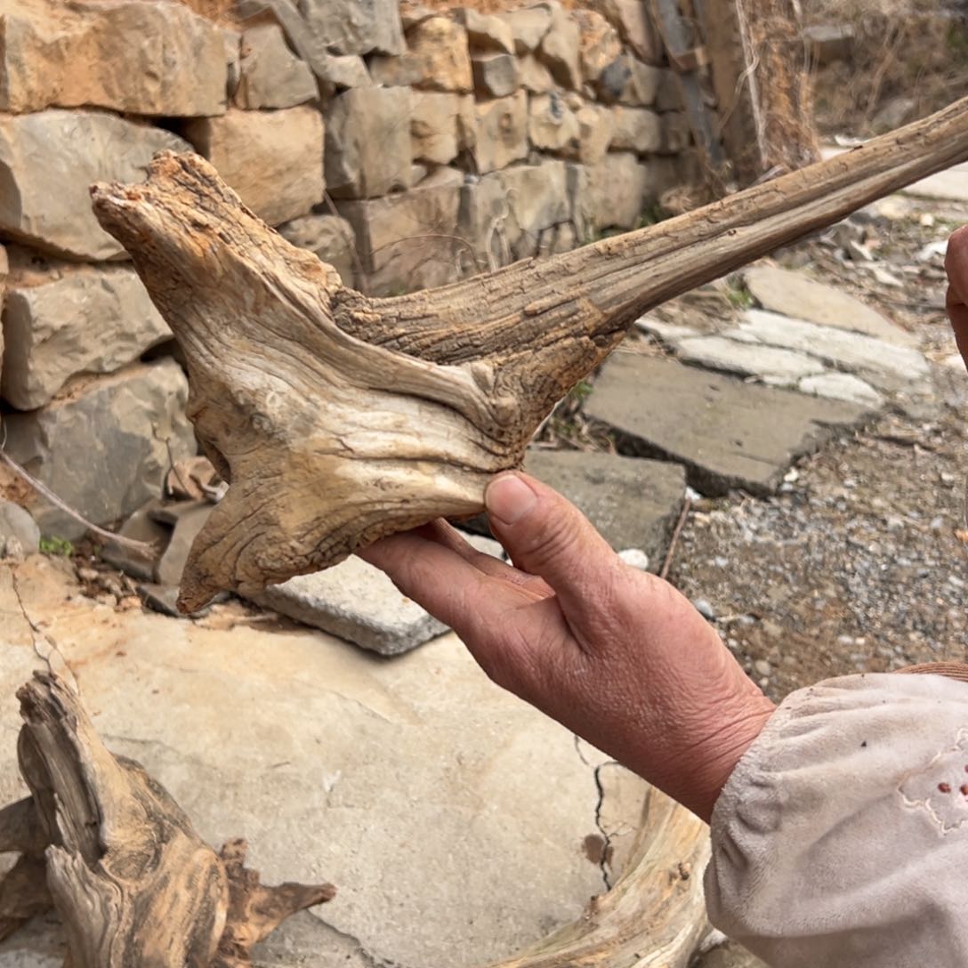 柏木（崖柏）7****有文玩根雕 