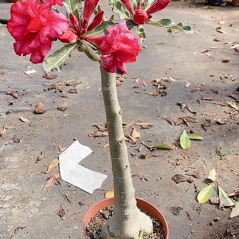 【闪购商品】无花朵无**比