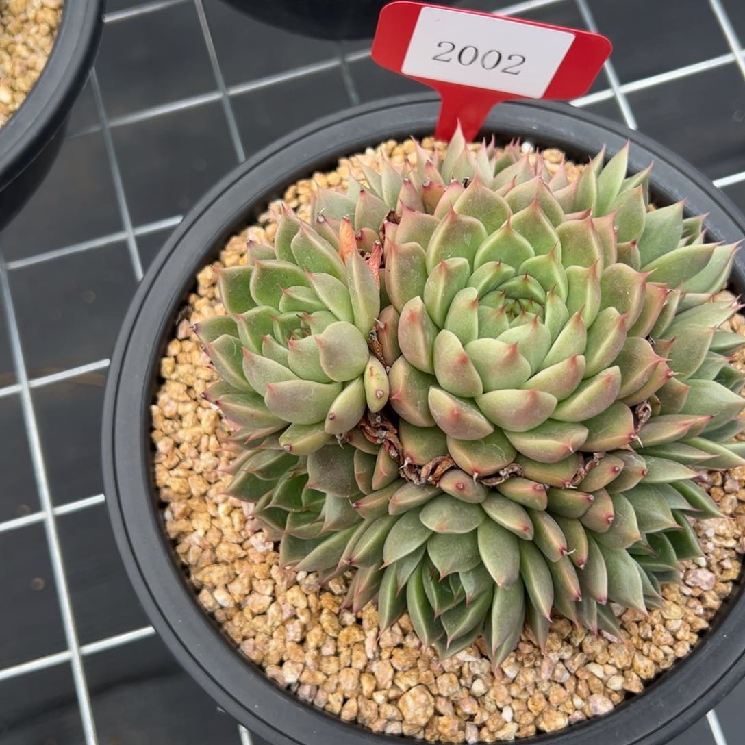 暖*2002肉多么多哦多哦哟