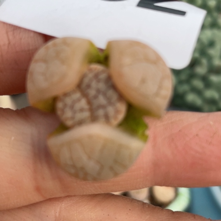 252荒杂奔零下拍保温