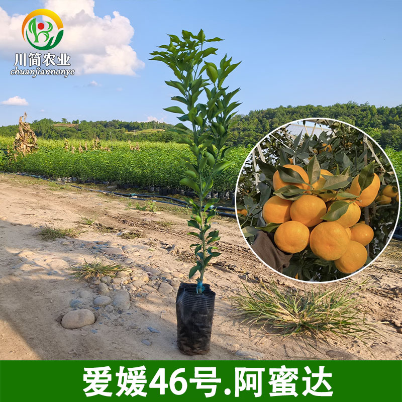 爱媛46号柑橘苗阿密达树苗进口新品种柑橘苗基地直供雁媛桔果树苗