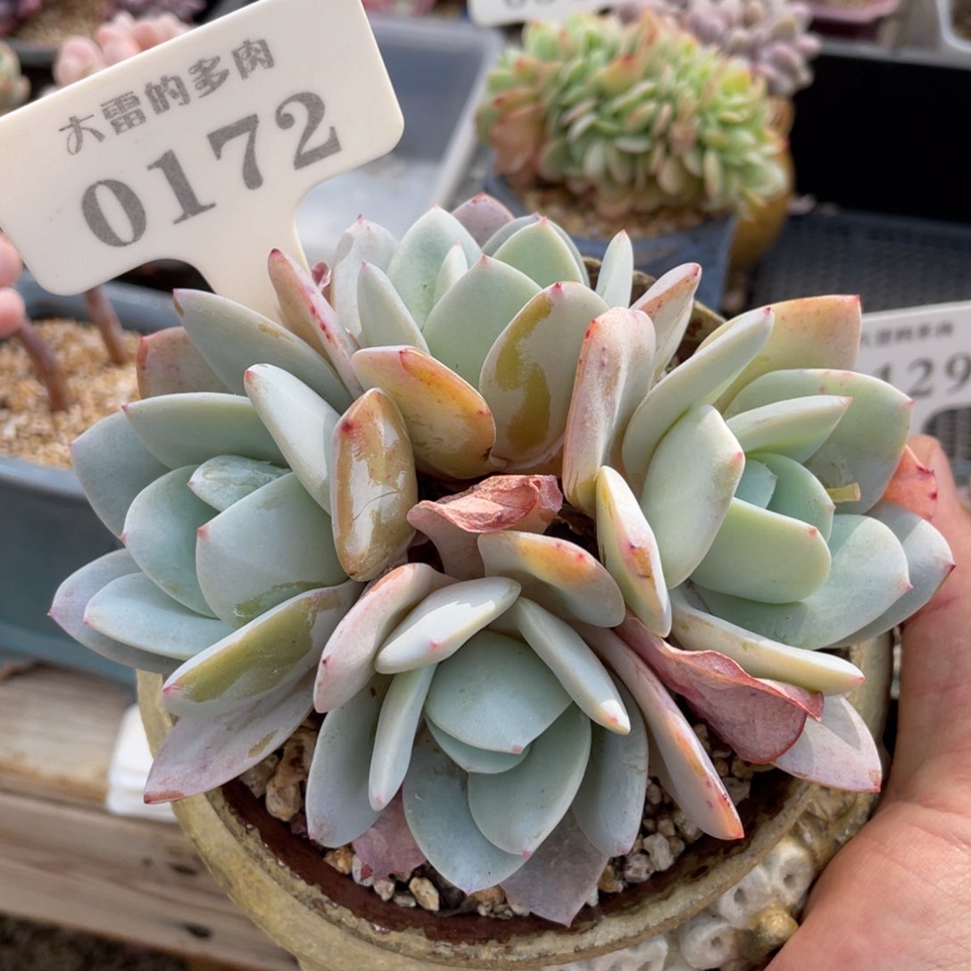 0172国奶不带盆有砍12厘米