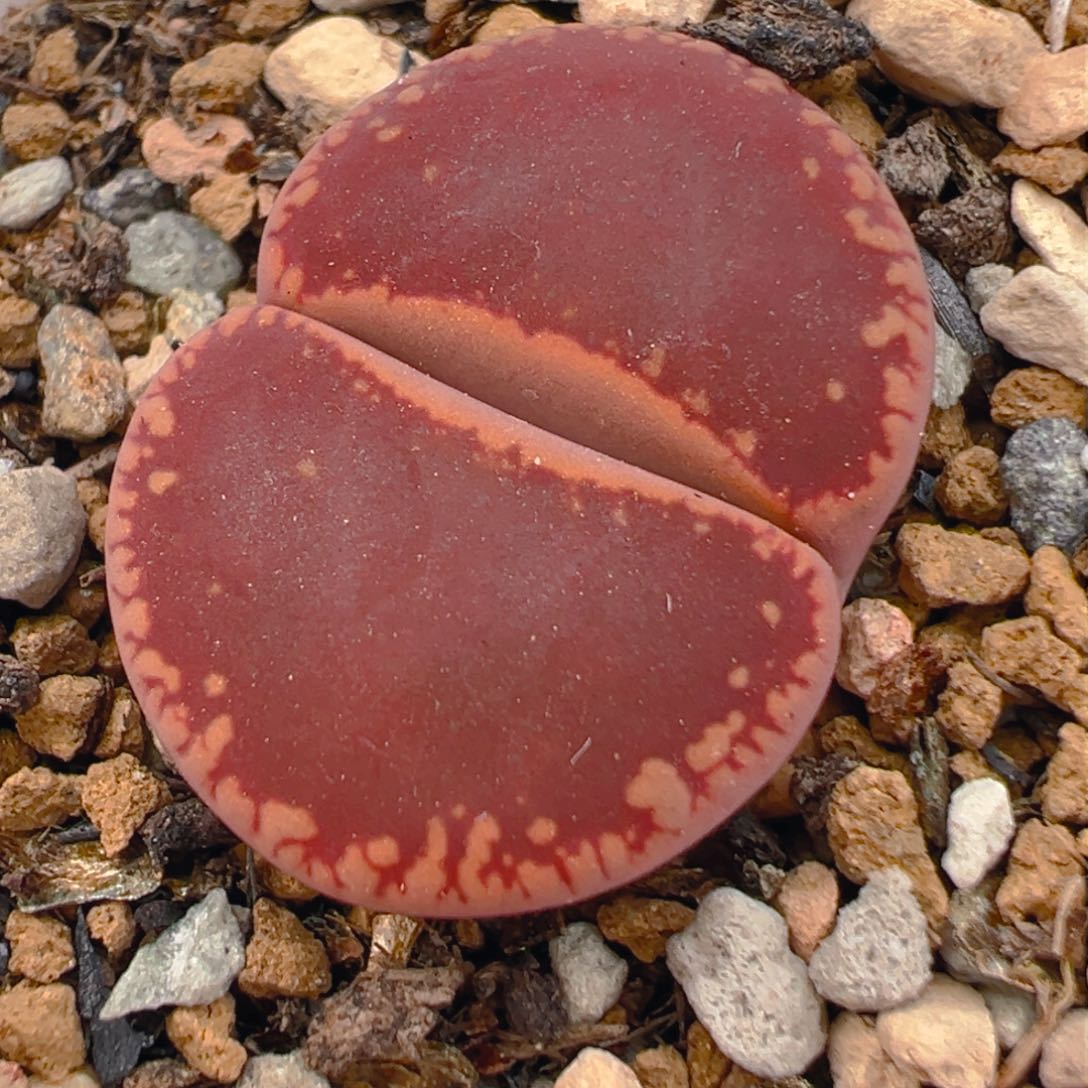 KO 多肉植物百科