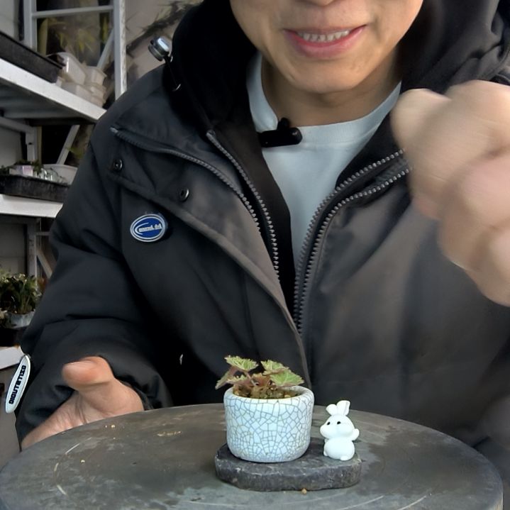 柳*小盆景小植物一物一拍28