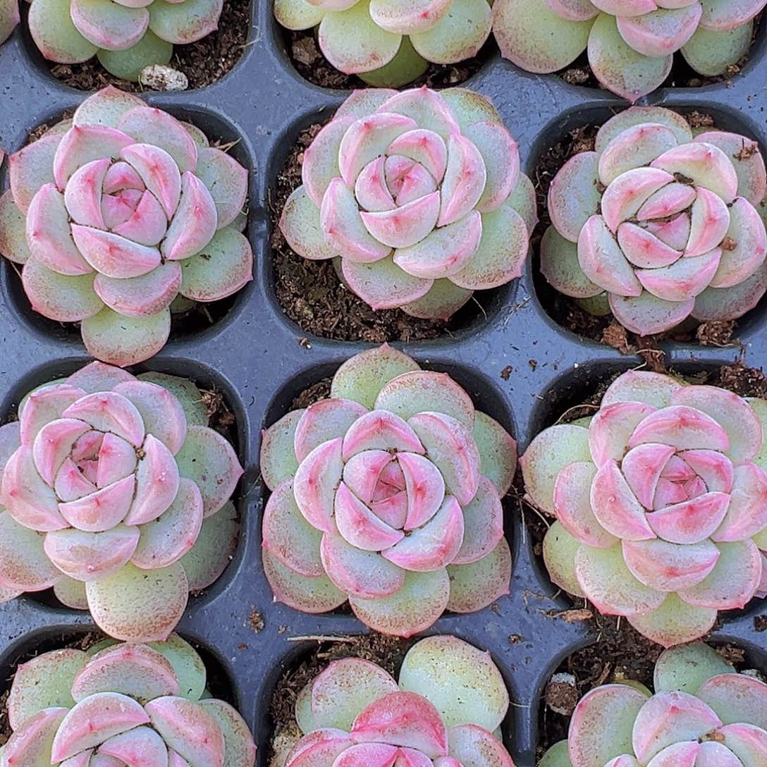 粉仙女5颗19包邮多肉