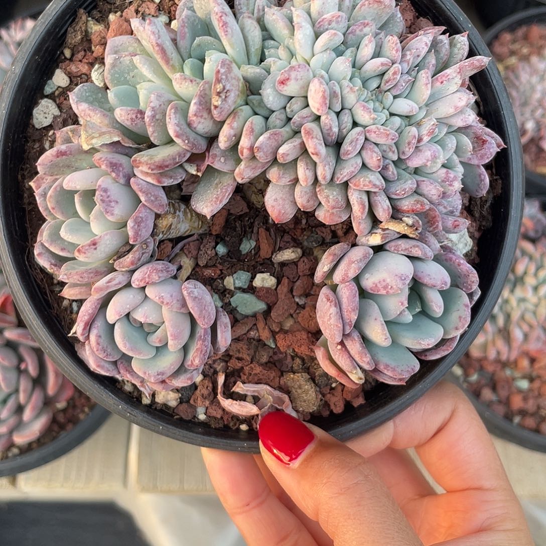 开播福利，红玛瑙缀化一个