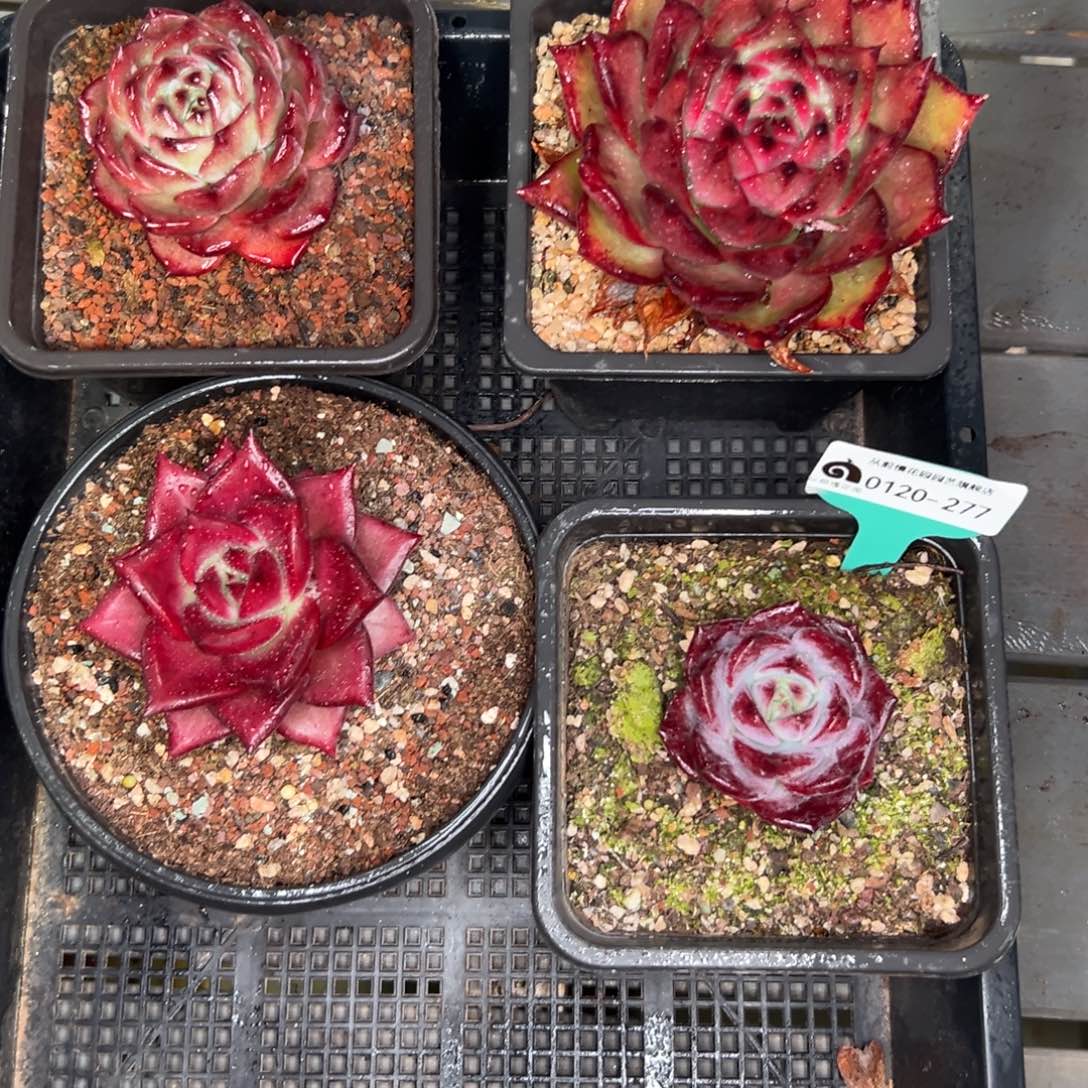 多肉一物一拍0120-277