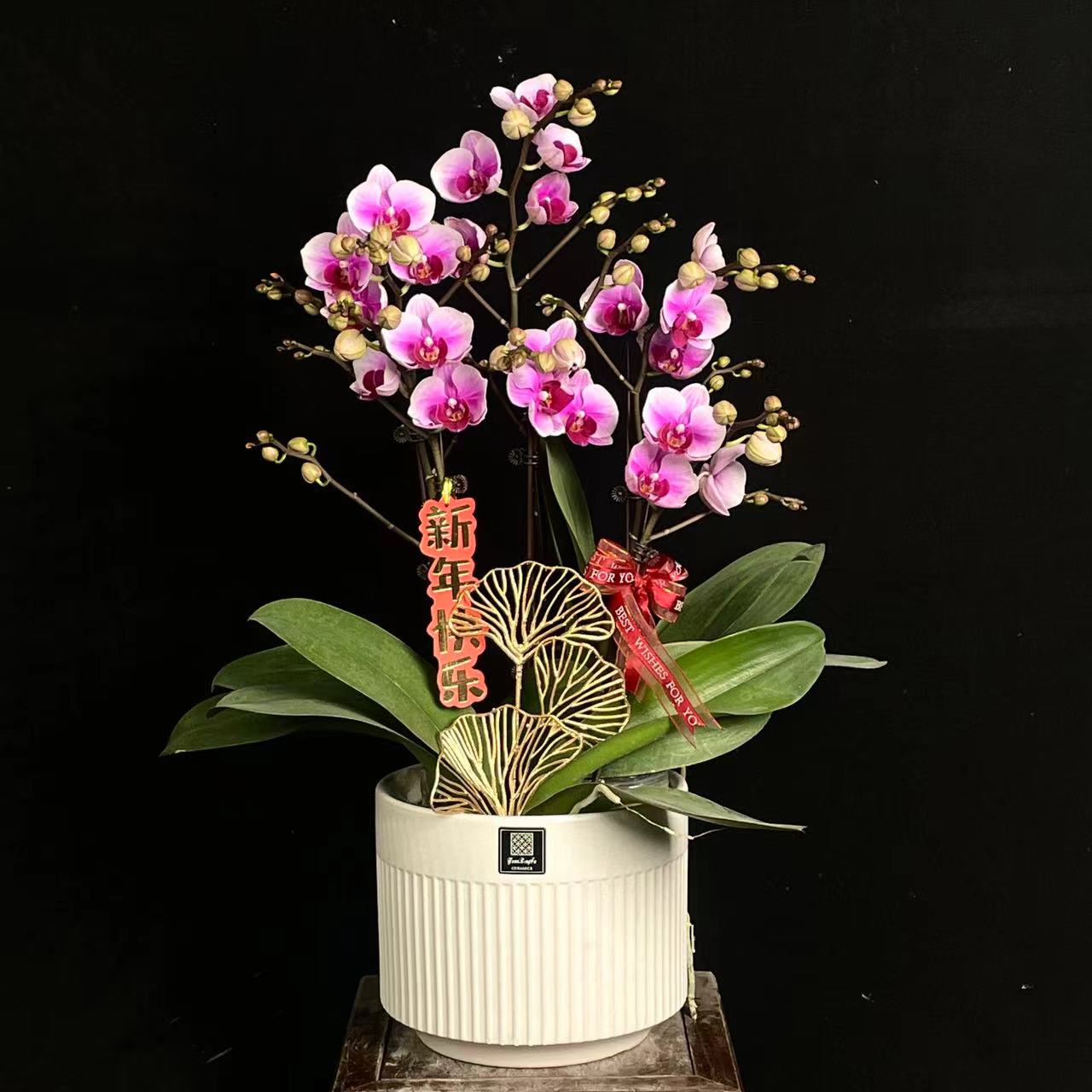 【绝代双骄】蝴蝶兰兰花盆栽开花株 四季好养护绿植叶片