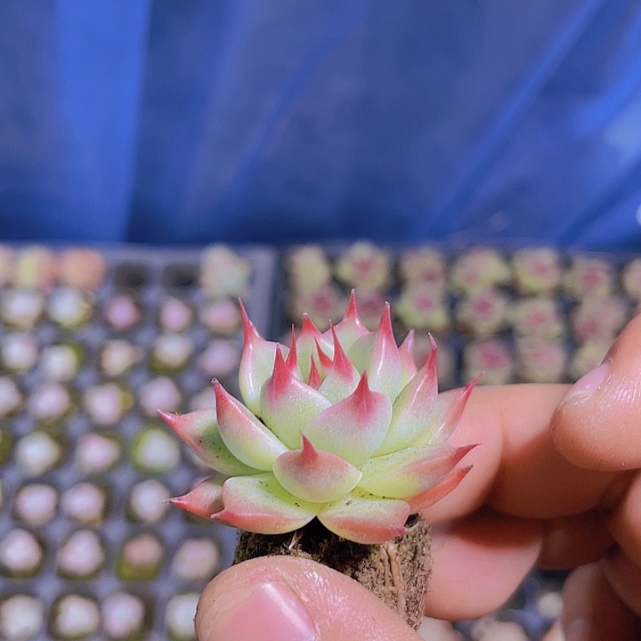 托斯拉内利【满10颗包邮】