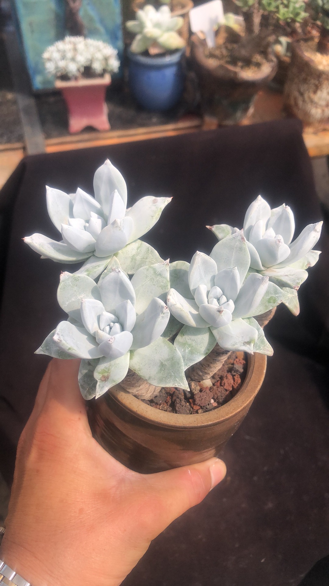 野生大圆叶苹果叶老桩精控 