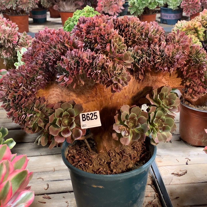 625玫瑰缀多肉法师