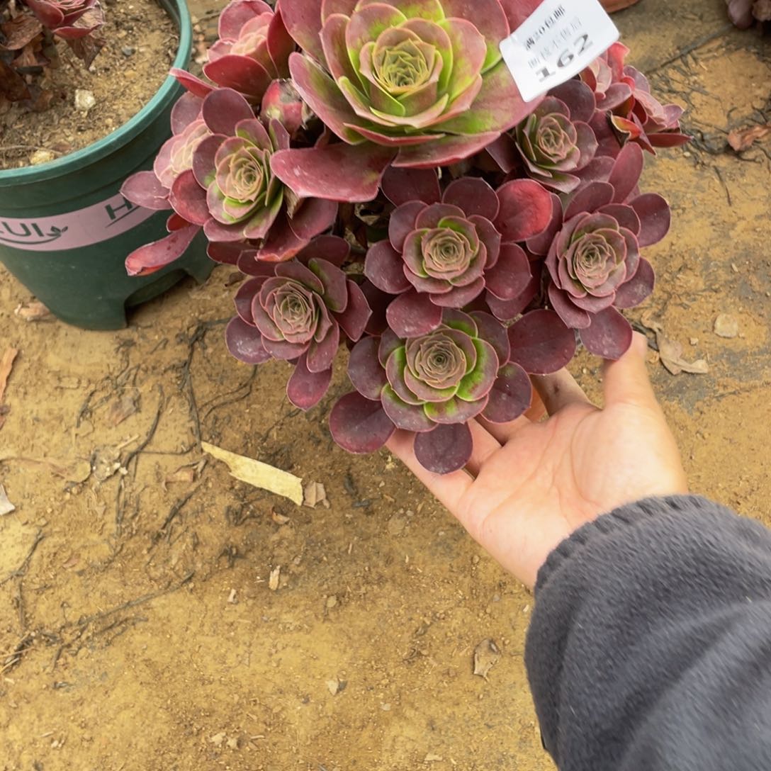 162魅金法师多肉断枝不包