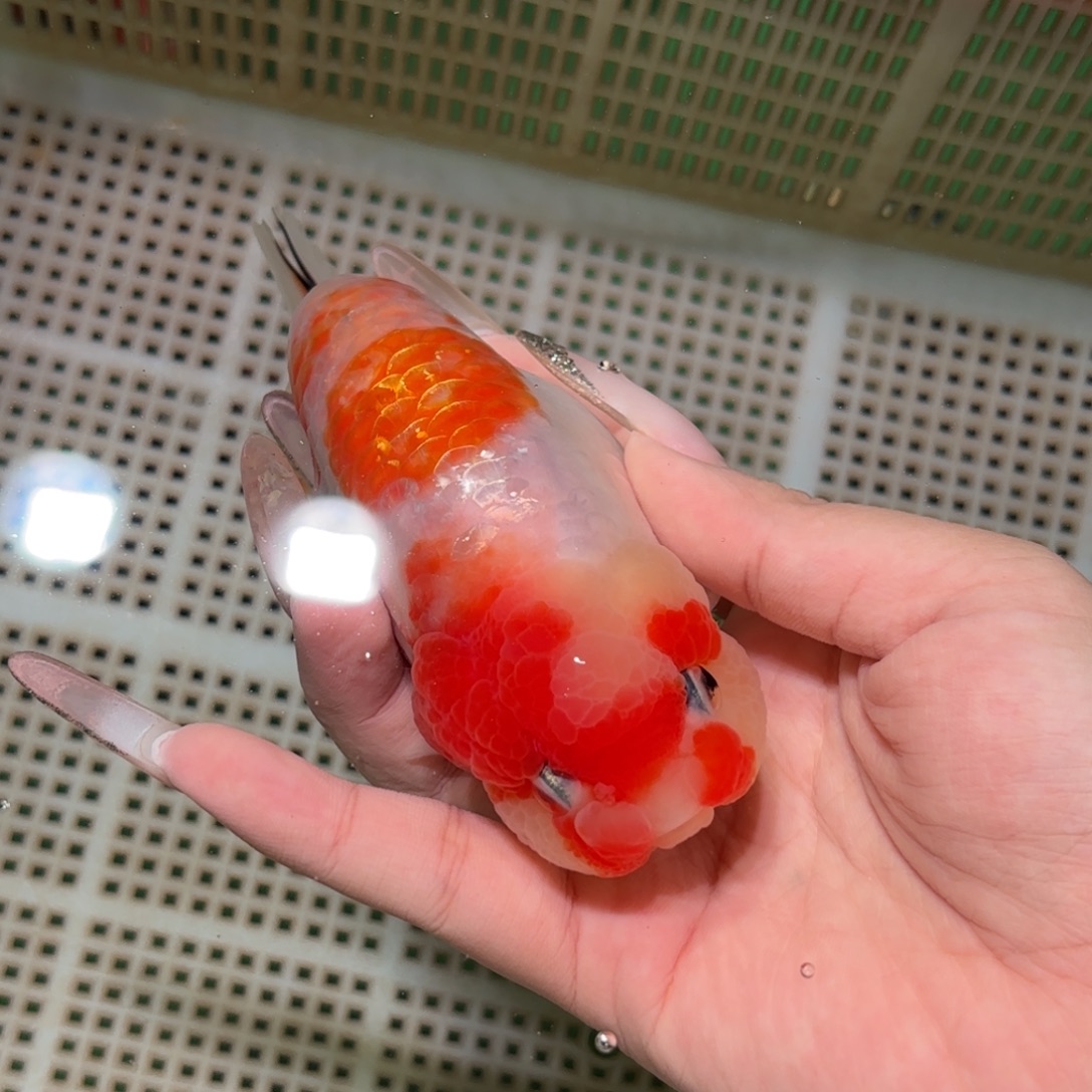 自***强金鱼拍包装包邮，不拍包装运费到付