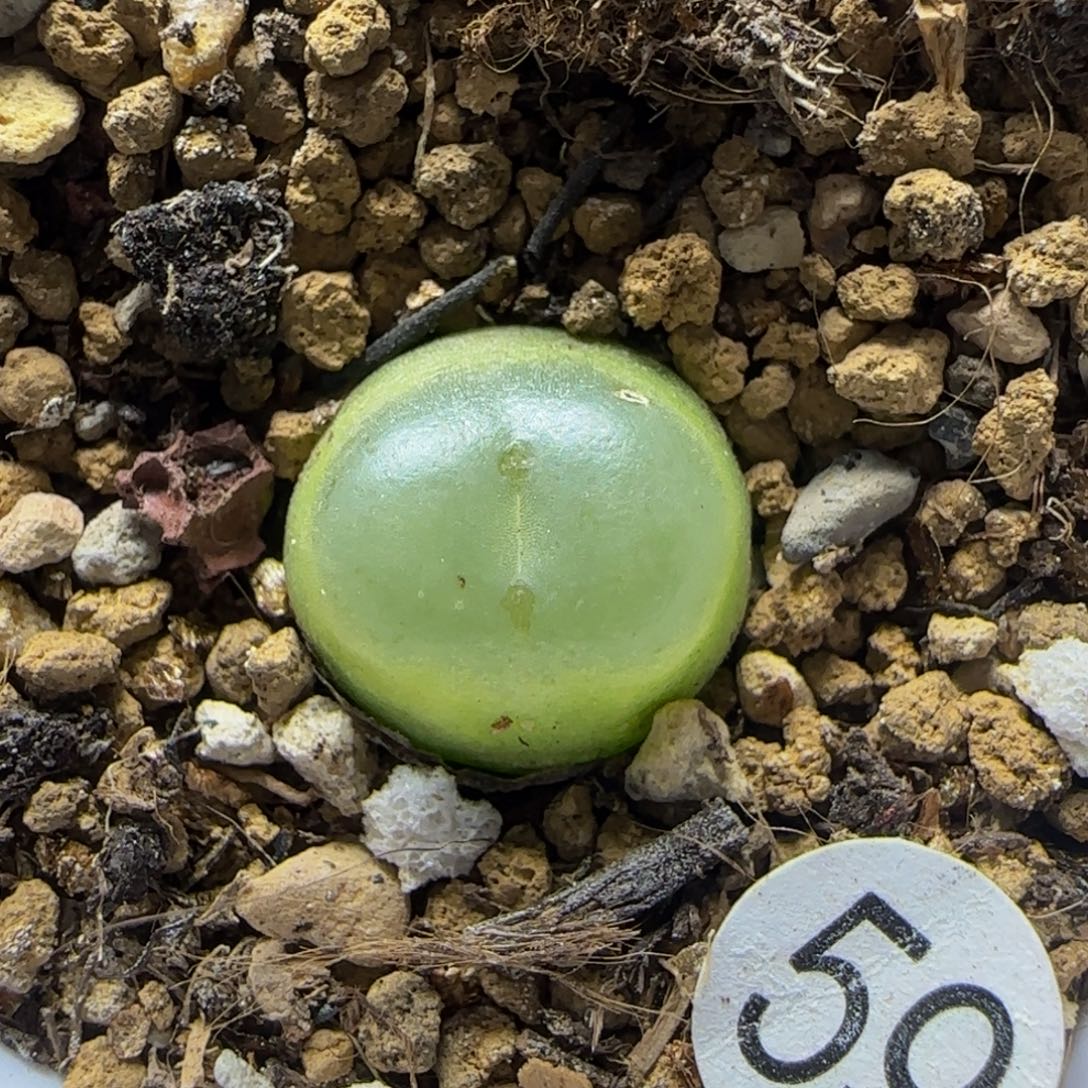 拉登1.4+多肉植物59