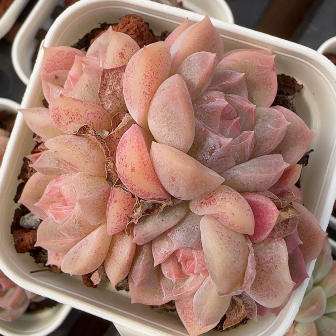 花语逸境0212-253