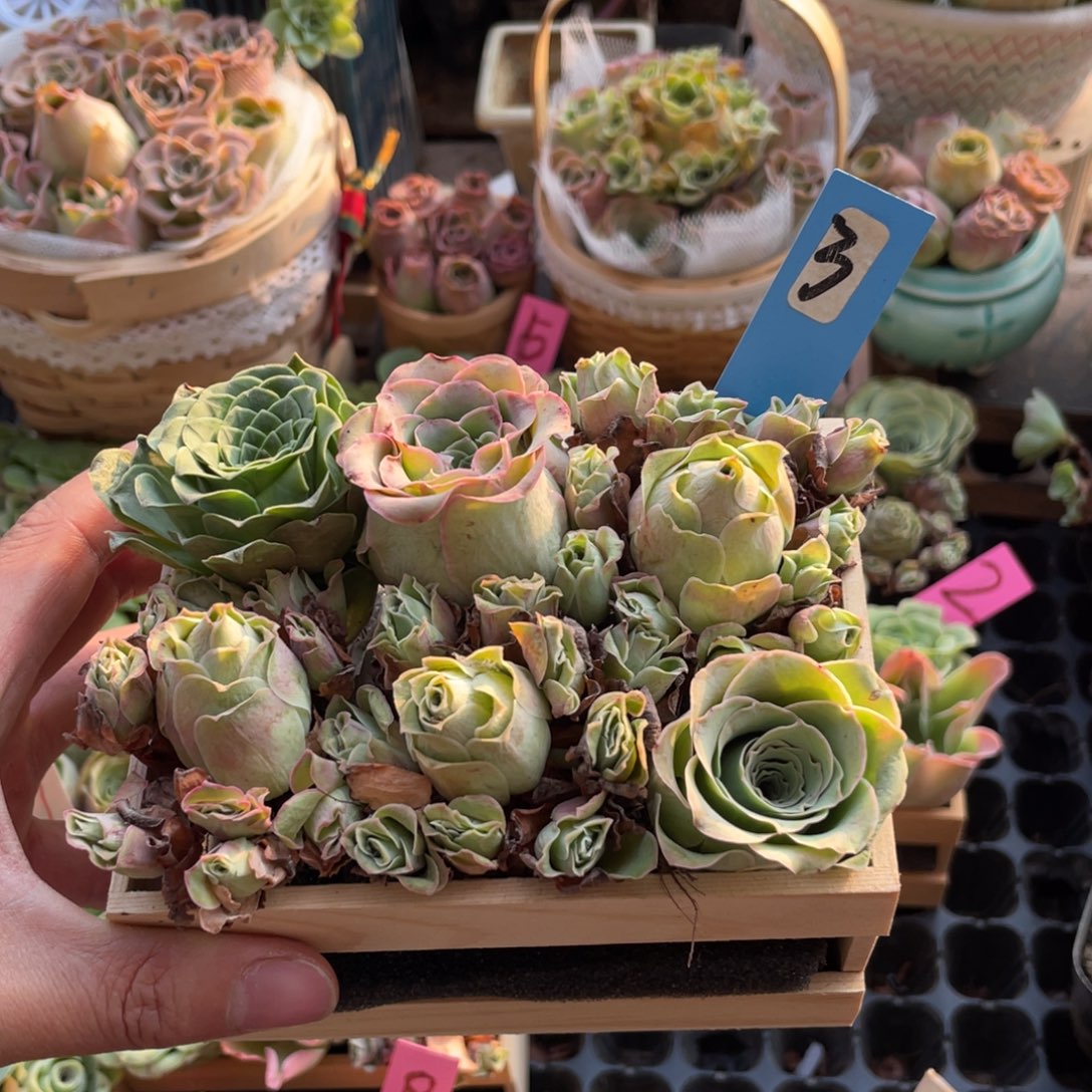 晓***晓山地玫瑰多肉植物花卉289