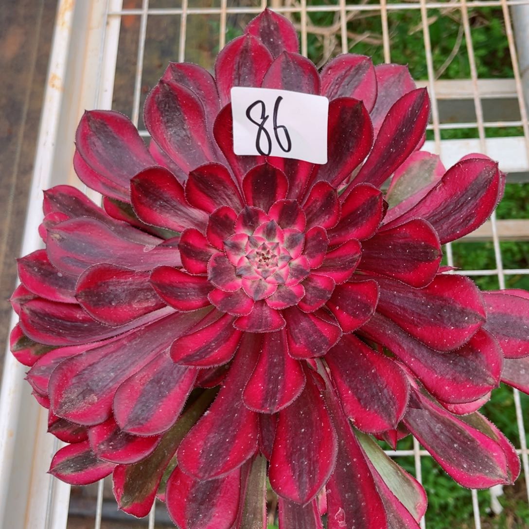 一物一拍多肉法师86